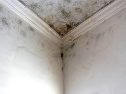 Mold Documentation for Insurance Claims in Los Angeles, CA